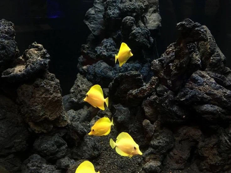 Black Lava Rock Aquarium