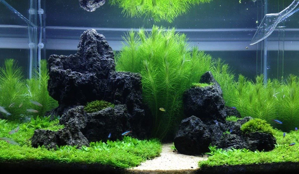 Black Lava Rock Aquarium